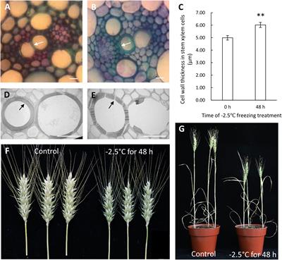 Transcriptomic profiling of wheat stem during meiosis in response to freezing stress